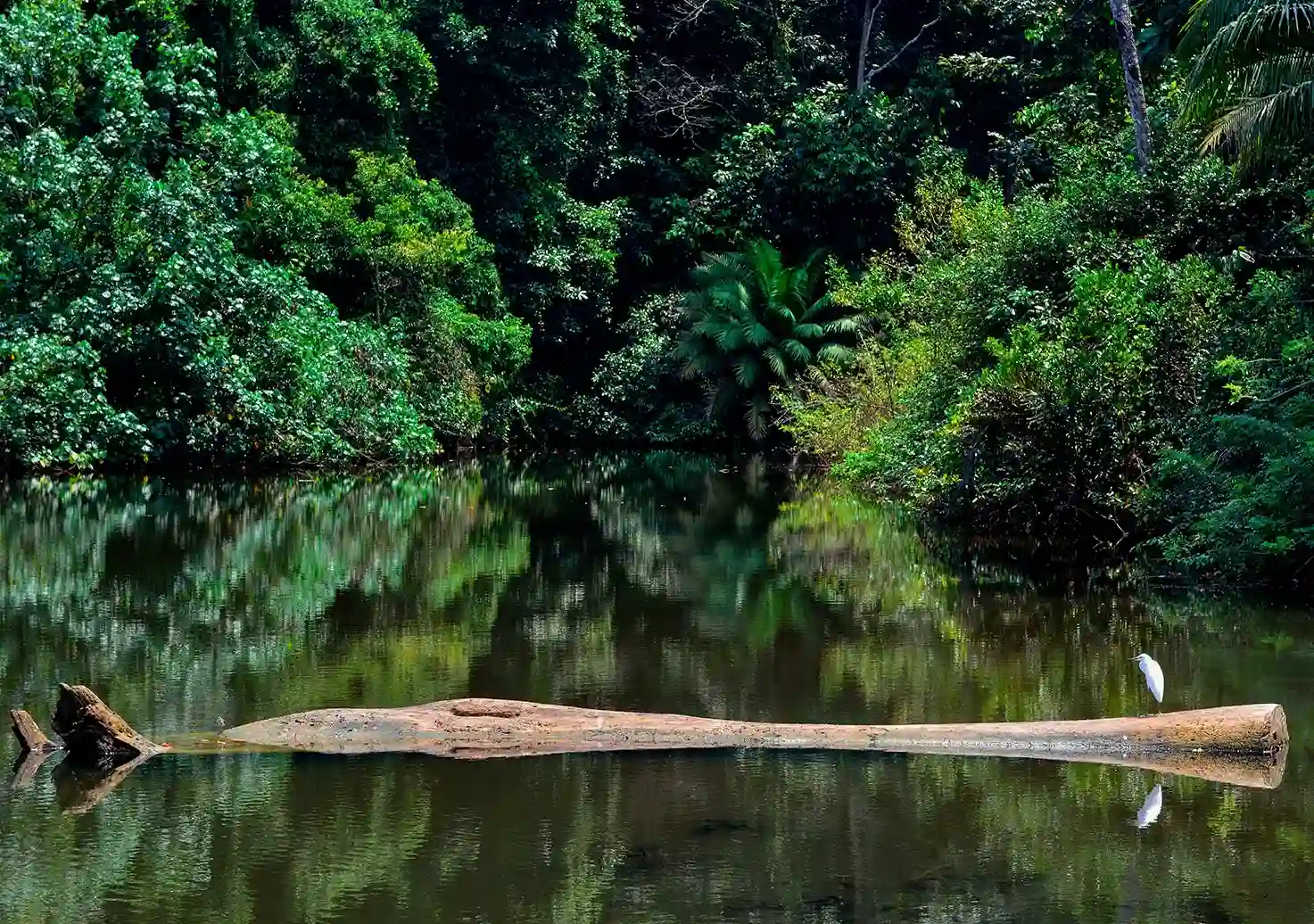 Ave blanca junto al agua y la vegetaci&oacute;n de la selva del Pac&iacute;fico