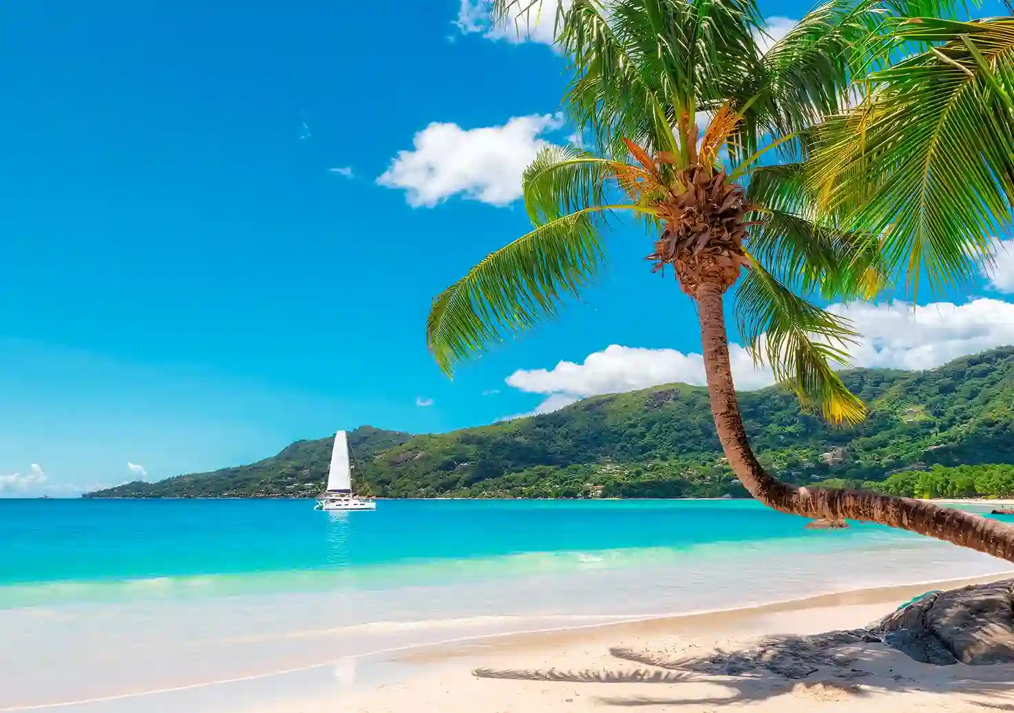 Velero tradicional dhow