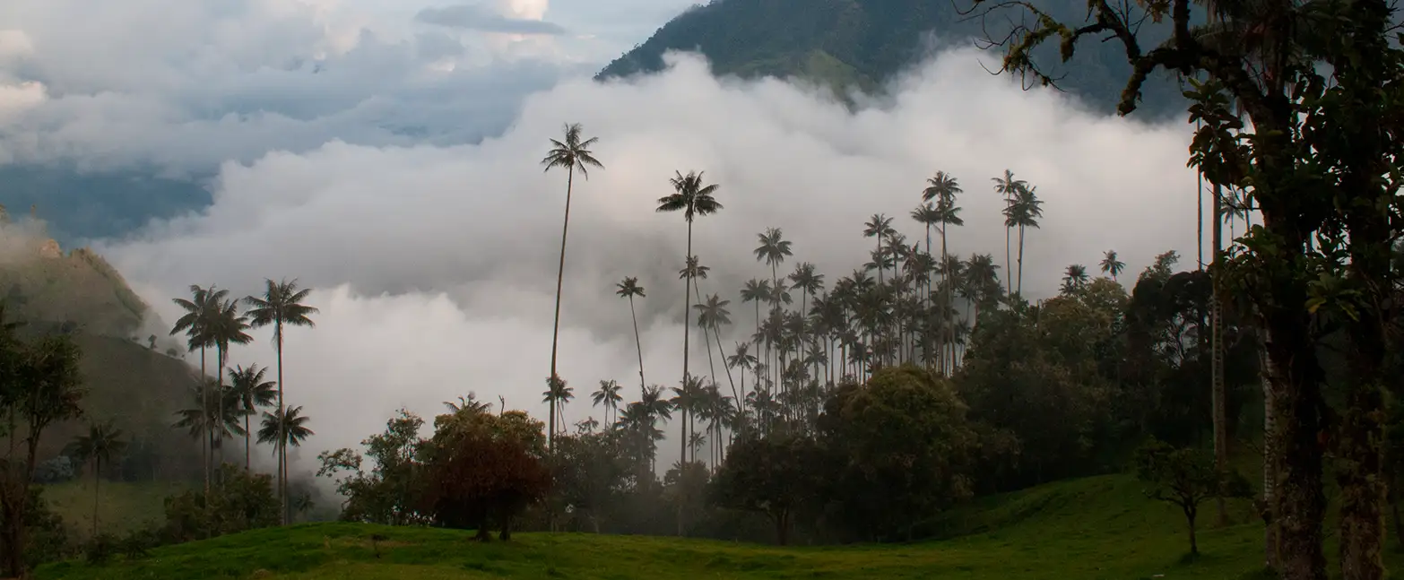 Bosque tropical húmedo colombiano
