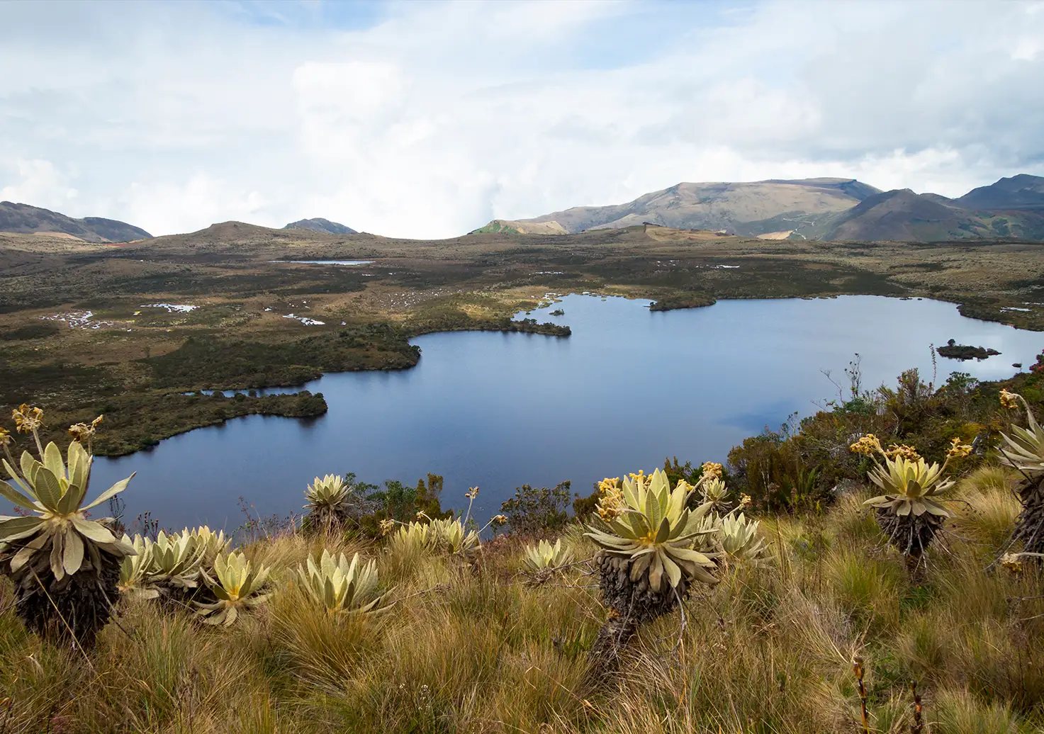 Lago rodeado de vegetación