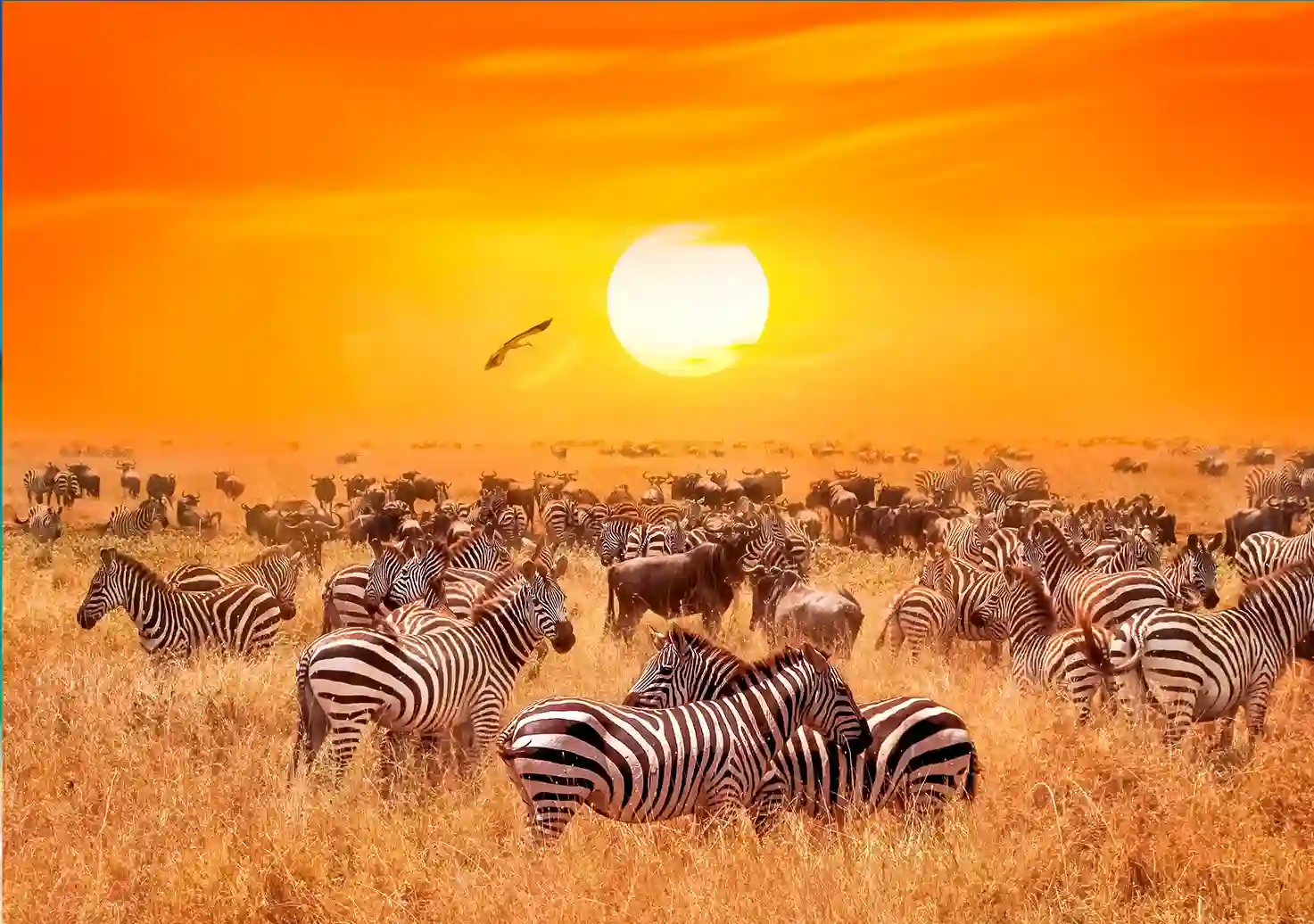 Animales en el Parque Kruger