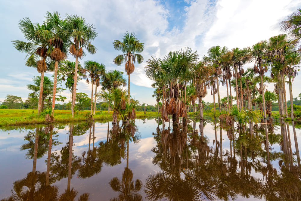 Palmeras junto a una zona inundada, reflejadas en el agua